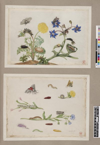 Metamorphosis insectorum surinamensium, lámina — María Sybilla Merian