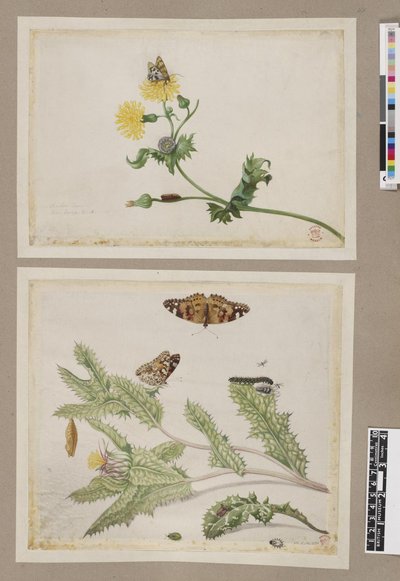 Metamorphosis insectorum surinamensium, lámina — María Sybilla Merian