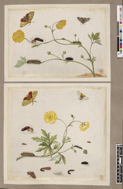 Metamorphosis insectorum surinamensium, lámina — María Sybilla Merian