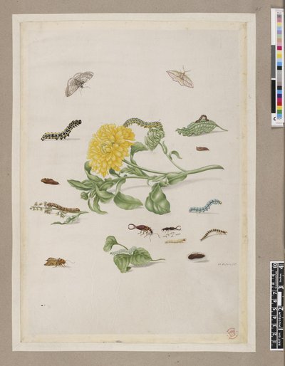 Metamorphosis insectorum surinamensium, lámina — María Sybilla Merian