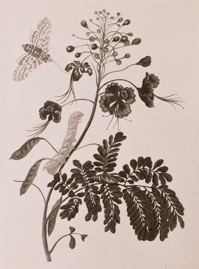 Sybilla merian, nº 2653 — Maria Sibylla Merian