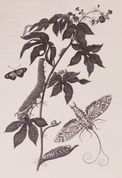 Sybilla merian, nº 2656 — Maria Sibylla Merian