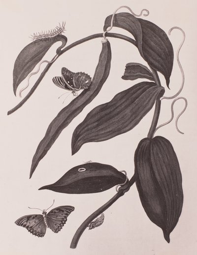 Sybilla merian, nº 2657 — Maria Sibylla Merian