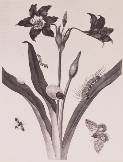 Sybilla merian, nº 2658 — Maria Sibylla Merian