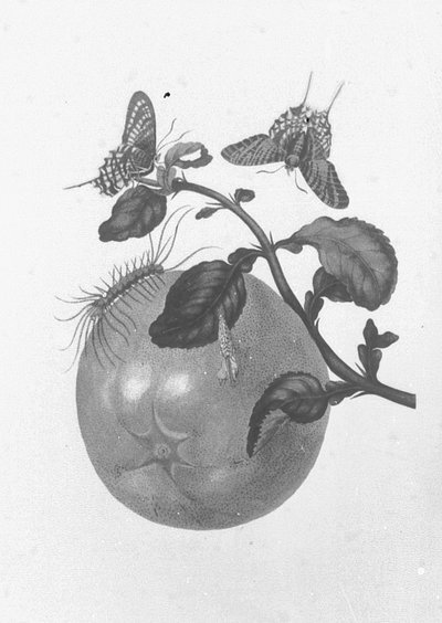 Sybilla merian, nº 2660 — Maria Sibylla Merian