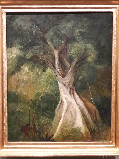 Árbol gigante en la selva tropical brasileña