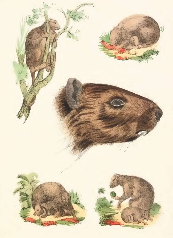 Memorias sobre la Historia Natural de la isla de Cuba III — Anónimo (ilustración naturalista colonial)