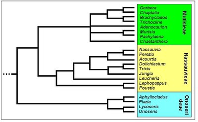 Mutisioideae - Cladogramma della sottofamiglia — José Celestino Mutis