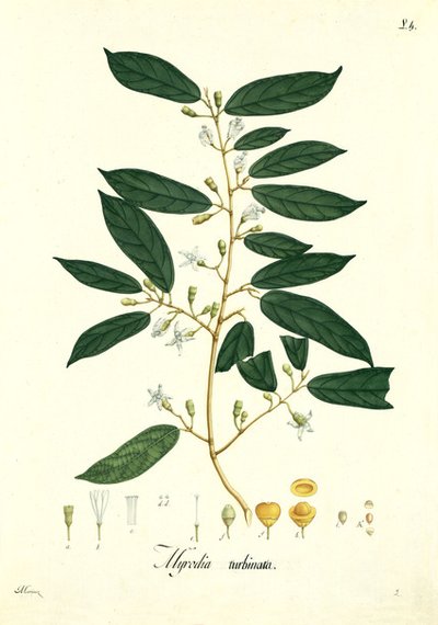 Quararibea turbinata Mutis — José Celestino Mutis