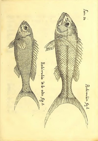 Descripción de diferentes piezas de historia natural, lámina — Antonio Parra