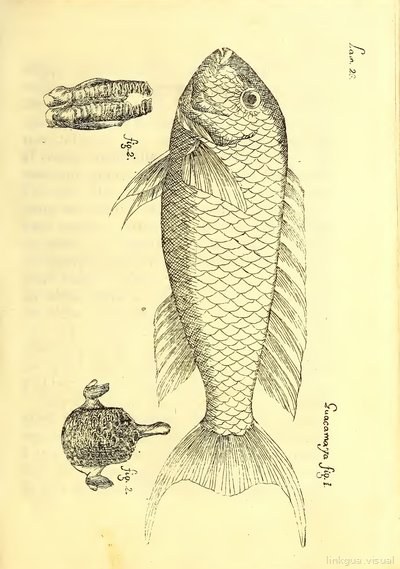 Descripción de diferentes piezas de historia natural, lámina — Antonio Parra