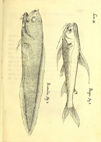 Descripción de diferentes piezas de historia natural, lámina — Antonio Parra