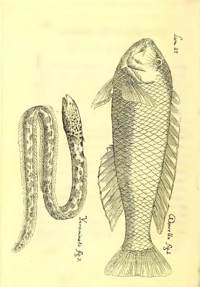 Descripción de diferentes piezas de historia natural, lámina — Antonio Parra