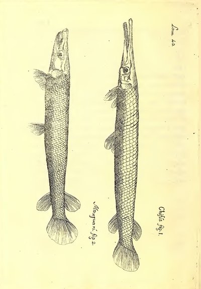 Descripción de diferentes piezas de historia natural, lámina — Antonio Parra