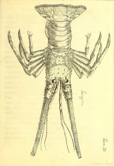 Descripción de diferentes piezas de historia natural, lámina — Antonio Parra