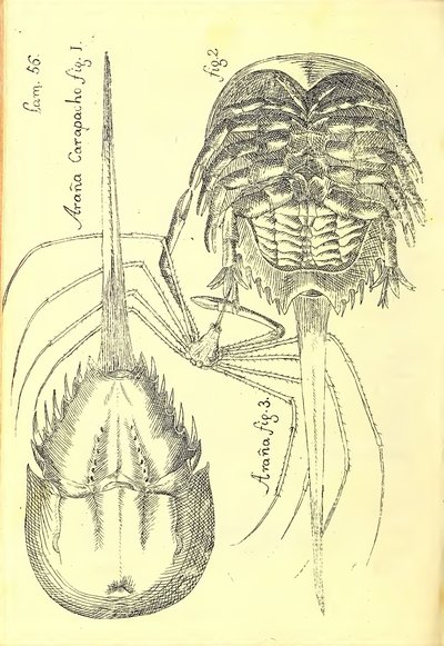 Descripción de diferentes piezas de historia natural, lámina — Antonio Parra