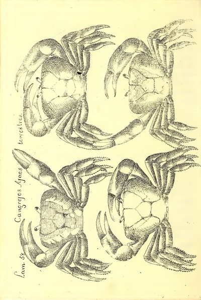 Descripción de diferentes piezas de historia natural, lámina — Antonio Parra