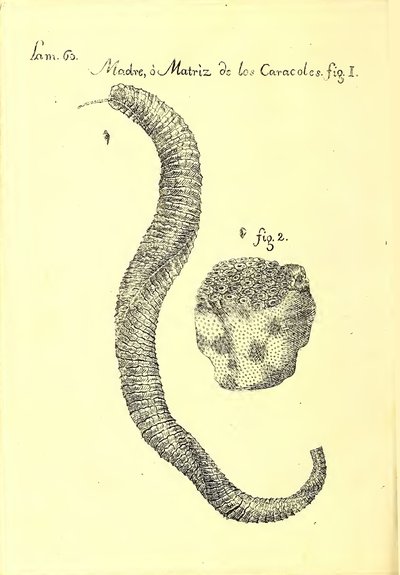 Descripción de diferentes piezas de historia natural, lámina — Antonio Parra
