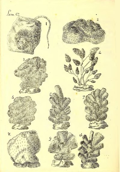 Descripción de diferentes piezas de historia natural, lámina — Antonio Parra