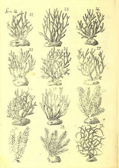 Descripción de diferentes piezas de historia natural, lámina — Antonio Parra