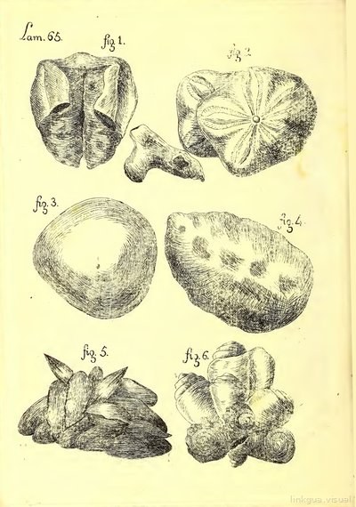 Descripción de diferentes piezas de historia natural, lámina 4834