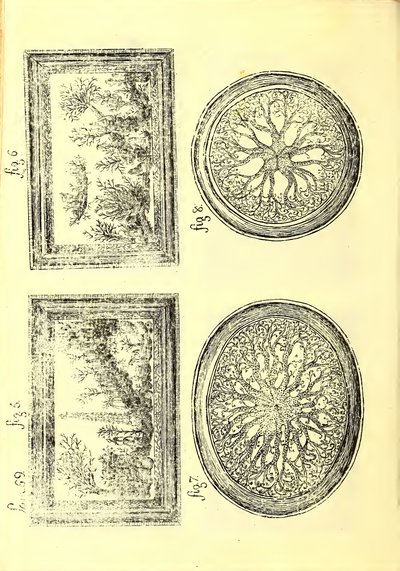 Descripción de diferentes piezas de historia natural, lámina — Antonio Parra