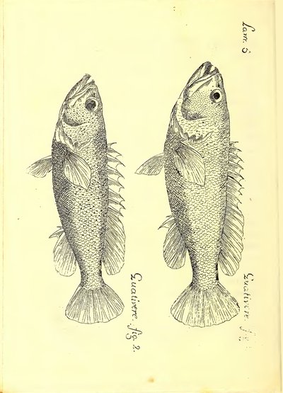 Descripción de diferentes piezas de historia natural, lámina — Antonio Parra