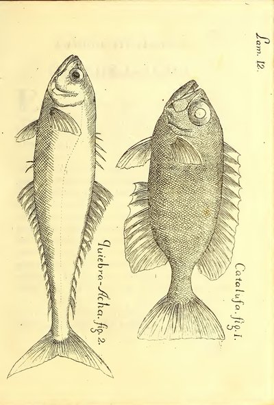 Descripción de diferentes piezas de historia natural, lámina — Antonio Parra