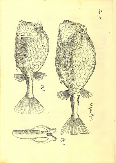 Descripción de diferentes piezas de historia natural, lámina — Antonio Parra