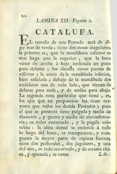 Descripción de diferentes piezas de historia natural, lámina — Antonio Parra