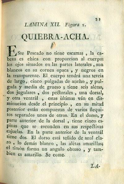 Descripción de diferentes piezas de historia natural, lámina — Antonio Parra