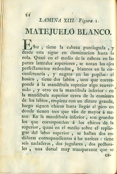Descripción de diferentes piezas de historia natural, lámina — Antonio Parra