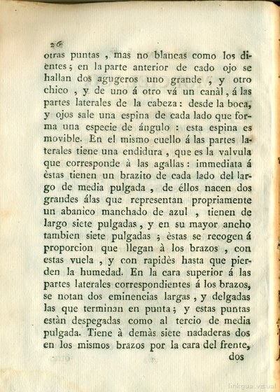 Descripción de diferentes piezas de historia natural, lámina 4903