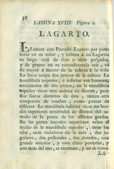 Descripción de diferentes piezas de historia natural, lámina 4913