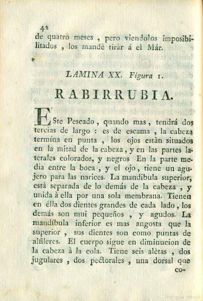 Descripción de diferentes piezas de historia natural, lámina 4919
