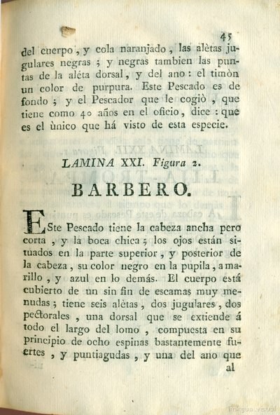 Descripción de diferentes piezas de historia natural, lámina 4922