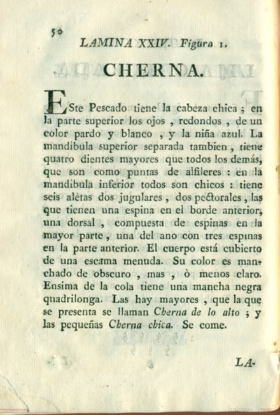 Descripción de diferentes piezas de historia natural, lámina 4927