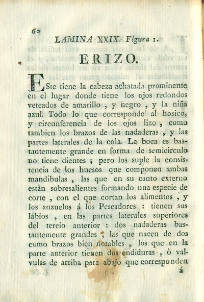 Descripción de diferentes piezas de historia natural, lámina 4937