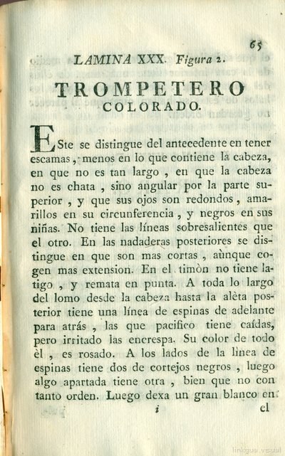 Descripción de diferentes piezas de historia natural, lámina 4942