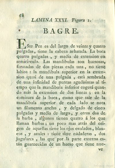 Descripción de diferentes piezas de historia natural, lámina 4945