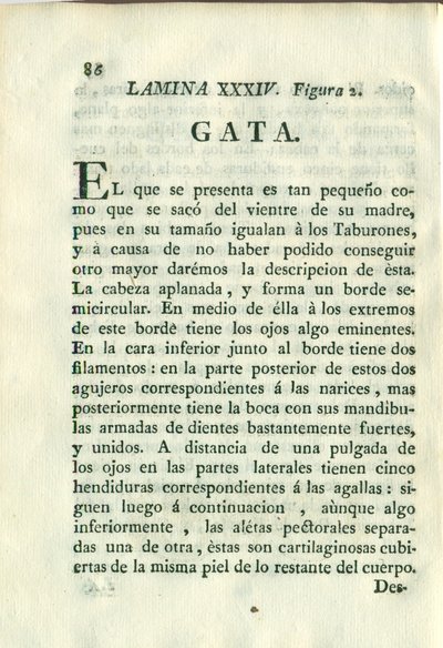 Descripción de diferentes piezas de historia natural, lámina — Antonio Parra