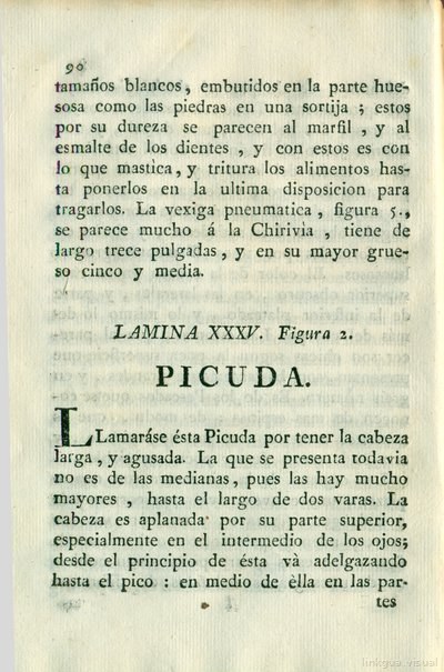 Descripción de diferentes piezas de historia natural, lámina 4967