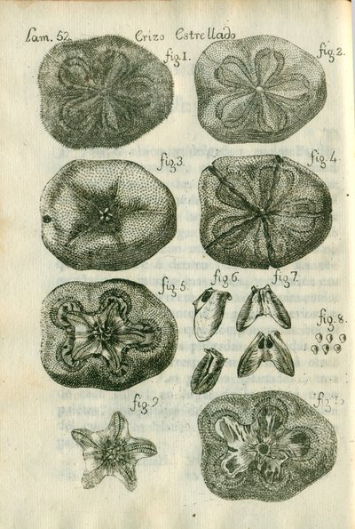 Descripción de diferentes piezas de historia natural, lámina — Antonio Parra
