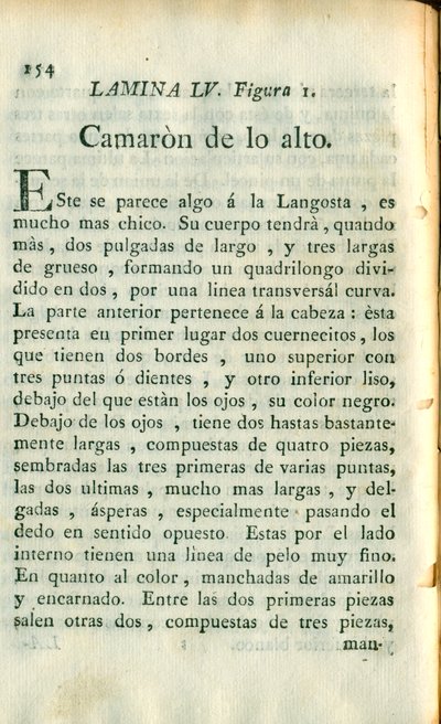 Descripción de diferentes piezas de historia natural, lámina 5033