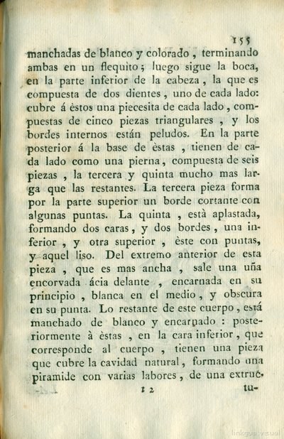 Descripción de diferentes piezas de historia natural, lámina 5034