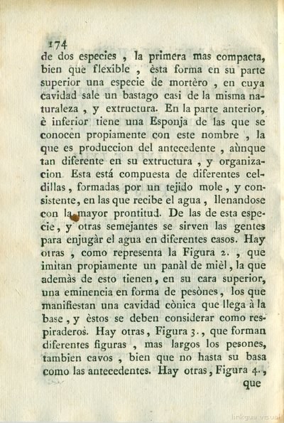 Descripción de diferentes piezas de historia natural, lámina 5053