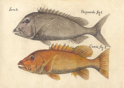 Descripción de diferentes piezas de historia natural, lámina — Antonio Parra
