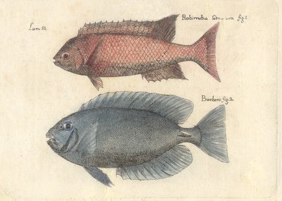 Descripción de diferentes piezas de historia natural, lámina — Antonio Parra