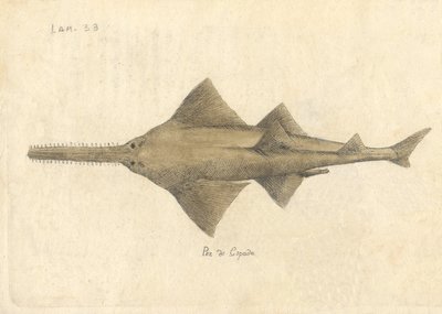 Descripción de diferentes piezas de historia natural, lámina — Antonio Parra