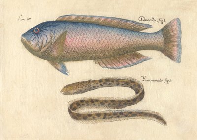 Descripción de diferentes piezas de historia natural, lámina — Antonio Parra